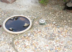 Thamnophis hammondii