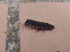 Nyctophila reichii