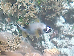 Arothron nigropunctatus