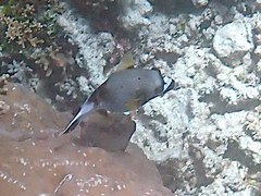 Arothron nigropunctatus