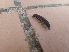 Nyctophila reichii