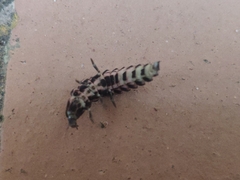 Nyctophila reichii