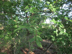 Ulmus