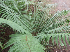 Dryopteris wallichiana