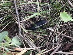 Harpalus caliginosus