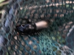 Harpalus caliginosus