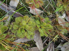 Drosera whittakeri