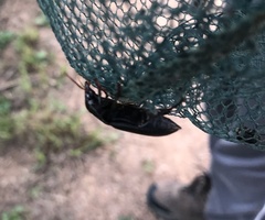 Harpalus caliginosus