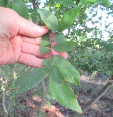 Ulmus
