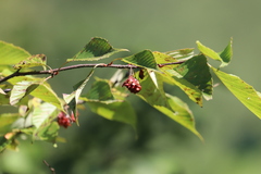 Euptelea pleiosperma