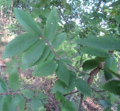Ulmus