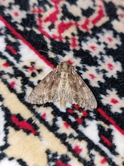 Apamea monoglypha