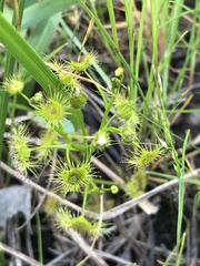 Drosera