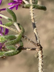 Drosanthemum