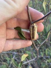 Stagmomantis