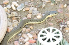 Thamnophis hammondii