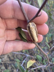 Stagmomantis