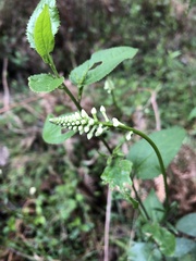 Stackhousia monogyna