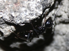 Camponotus laevigatus