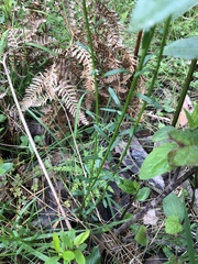 Stackhousia monogyna