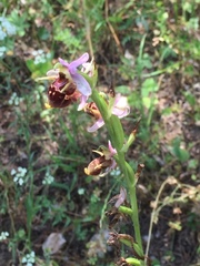 Ophrys oestrifera