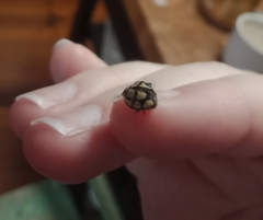 Harmonia testudinaria