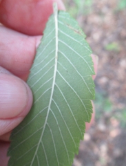 Ulmus