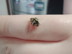 Harmonia testudinaria