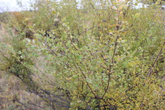 Spiraea aquilegifolia