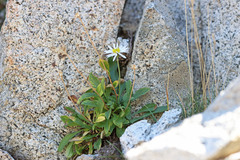Erigeron garrettii