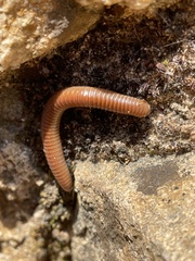 Ommatoiulus rutilans