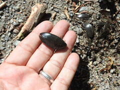 Hydrophilus triangularis