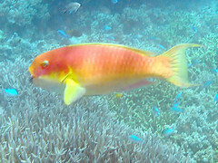 Chlorurus microrhinos