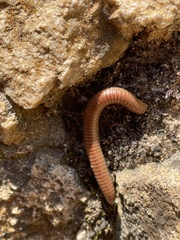 Ommatoiulus rutilans