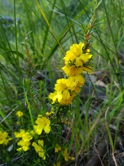 Hibbertia exutiacies