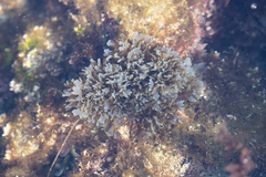 Dictyopteris undulata