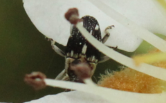 Geraeus