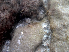 Scartella cristata