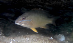 Lutjanus griseus