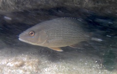 Lutjanus griseus