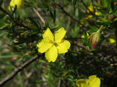 Hibbertia