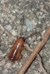 Shelfordella lateralis