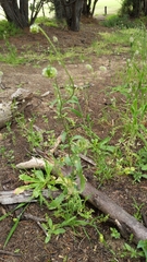 Osteospermum monstrosum