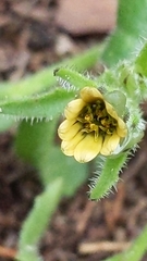 Osteospermum monstrosum