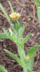 Osteospermum monstrosum
