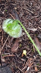 Osteospermum monstrosum