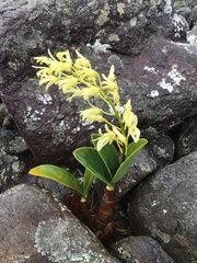 Dendrobium speciosum