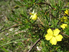 Hibbertia