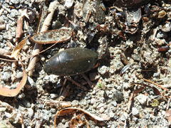 Hydrophilus triangularis