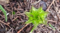 Osteospermum monstrosum